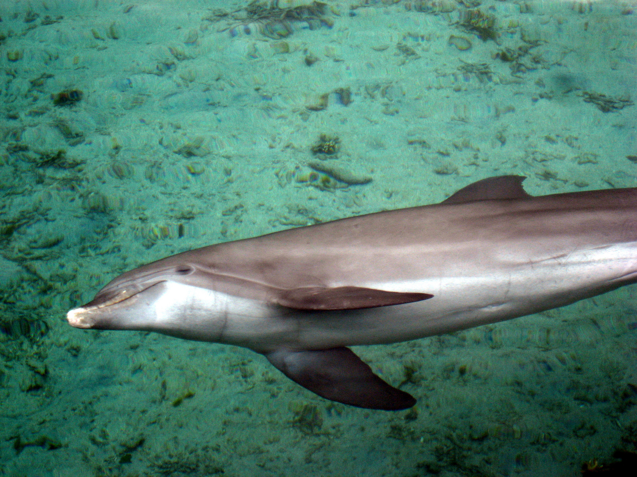 Image 5 - French Polynesia.jpg